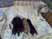 Щенки шар-пея. Документы КСУ