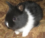 карликовые вислоухие и львиноголовые кролики