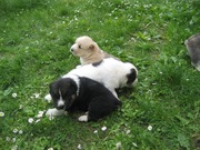 Продам щенков Алабая (Среднеазиатская овчарка)