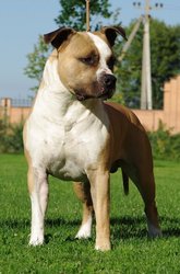 Щенки Американского Стаффордширского Терьера, Каменце-Подольском