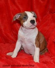 Щенок Мальчик Американский Стаффордширский Терьер.