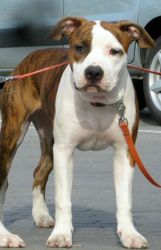 Щенки Американского Стаффордширского Терьера,