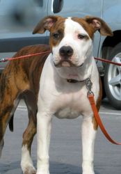 Стафики Девочки (Киев).FCI UKU.