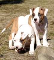 Мальчики и Девочка шикарные Стаффики