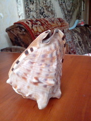 морская ракушка