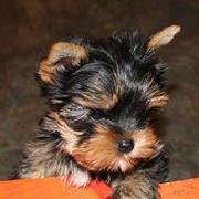 Щенок ЙОРК с титулом