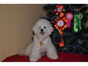 Планируются щенки Бишон фризе на 25 октября 2015 года.