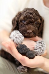 Продам щеночков редкой породы Лаготто-романьоло с родословной