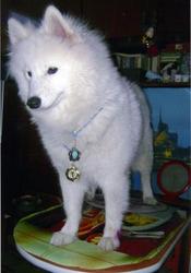 Cамоед - друг для всей семьи