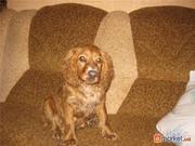 Продаётся английский кокер-спаниель