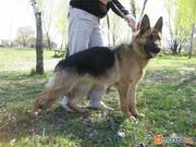 Продаётся немецкая овчарка