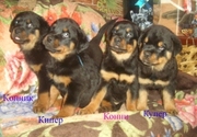 срочно продам щенков ротвейлера